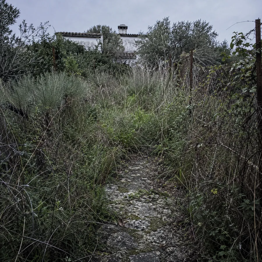 Parcela abandonada cubierta de maleza y zarzas