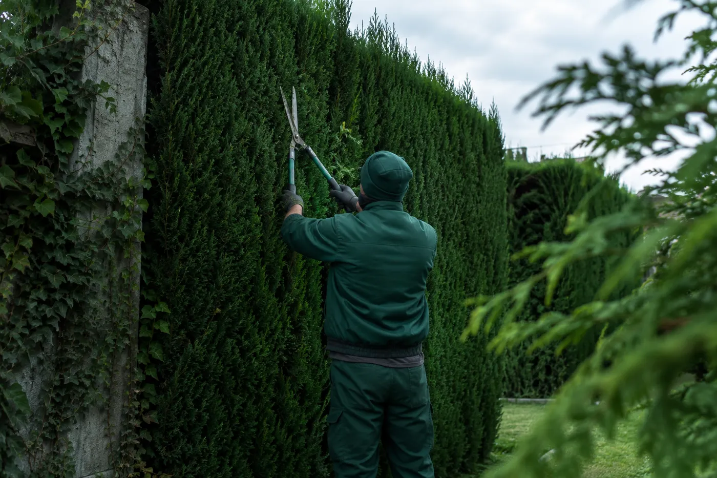 Jardinero recortando un seto alto con tijeras de podar